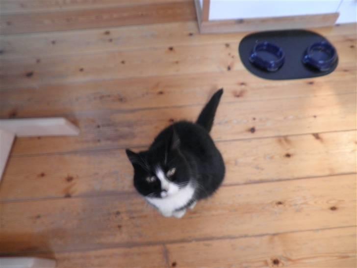 Huskat Smokingkat FredeBo's Mille - Hej og velkommen til Milles profil læg gerne en bedømmelse+kommentar :) billede 1