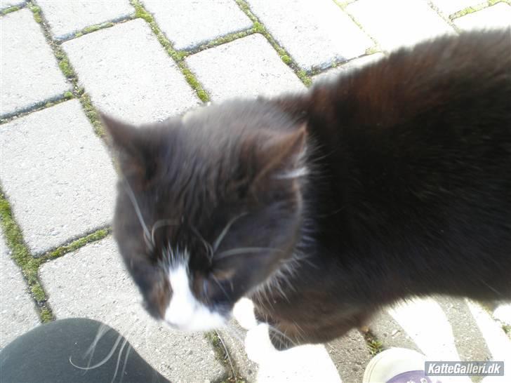 Huskat Smokingkat FredeBo's Mille - Hej Mille xD billede 2