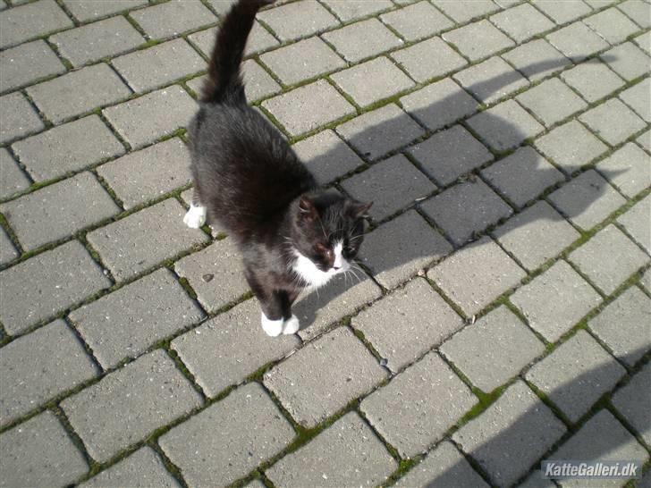 Huskat Smokingkat FredeBo's Mille - Mille på gårdspladsen xD billede 3