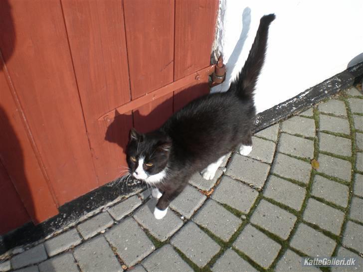 Huskat Smokingkat FredeBo's Mille - Nej Mille du har fået mad du skal ikke have mer xD billede 4