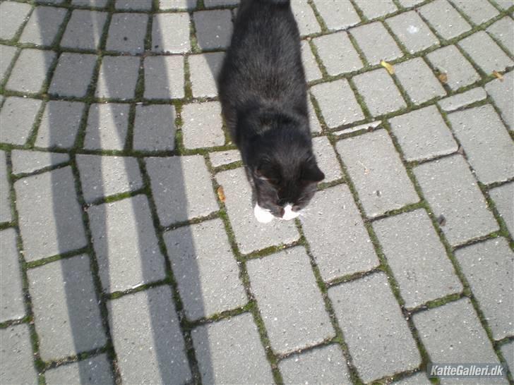 Huskat Smokingkat FredeBo's Mille - Kom så Mille billede 5