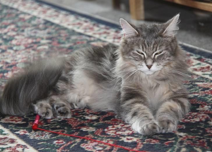 Maine Coon Zindy "Flyttet" - Tager lige en slapper :-) billede 4