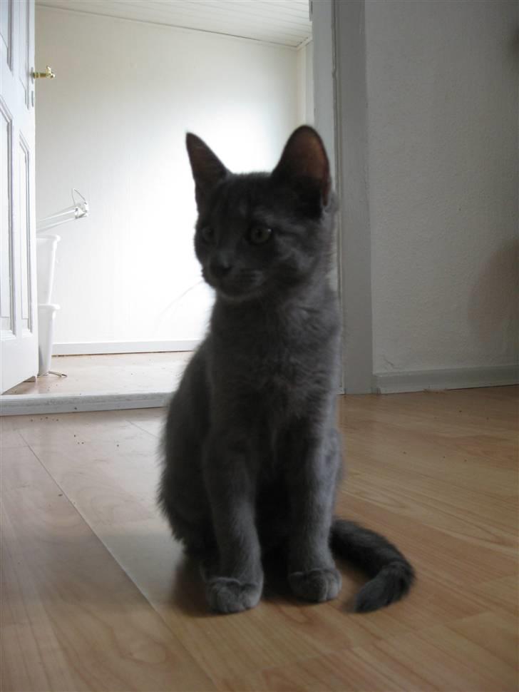 Blanding af racer Mogens Poulsen *død* - han nåde alligevel at bliver en flot stor mis  billede 12