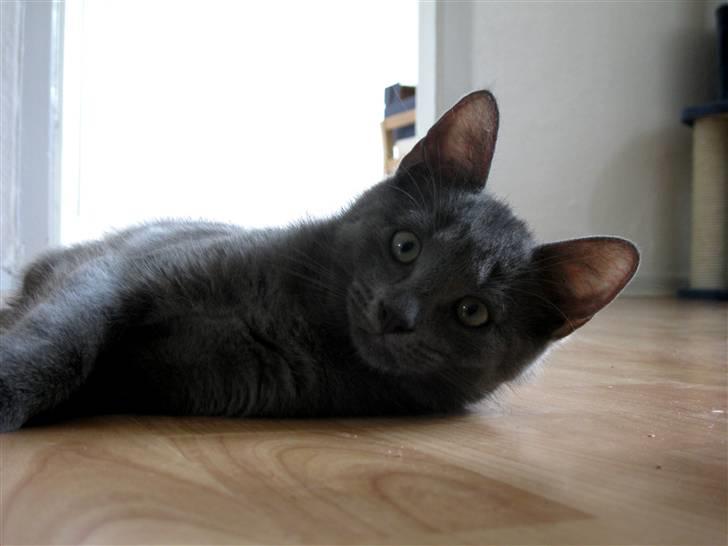 Blanding af racer Mogens Poulsen *død* - det blik går lige i hjertet på mig hver gang  billede 13