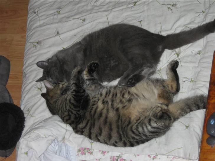 Blanding af racer Mogens Poulsen *død* - her ligger han og hans lille bror og sover i armene på hinanden heldigvis helt uvidne endnu  billede 14