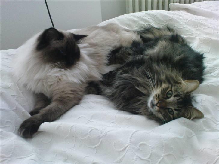 Norsk Skovkat Bella billede 19