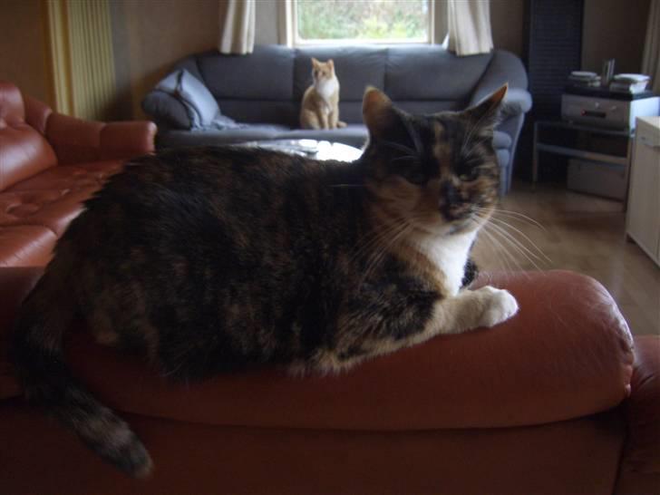 Huskat Nami-Mis (Misser) (Dolly) SOLGT billede 2