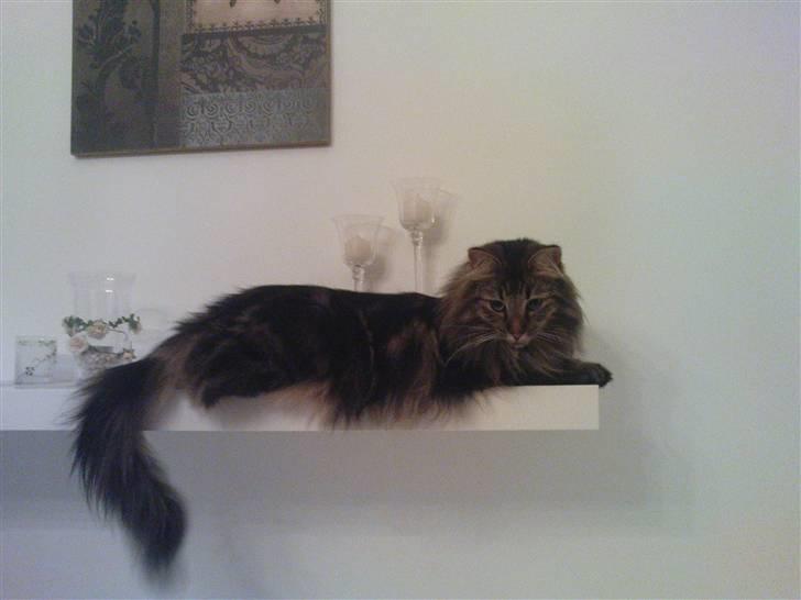 Norsk Skovkat Bella - Bella på hylden :) billede 20