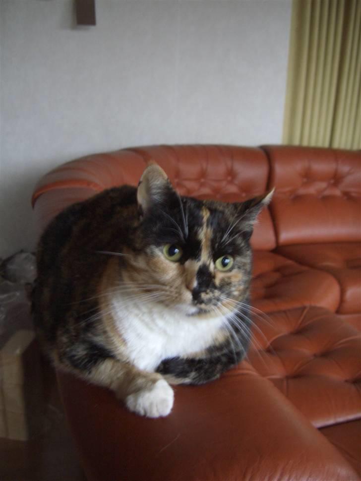 Huskat Nami-Mis (Misser) (Dolly) SOLGT billede 3