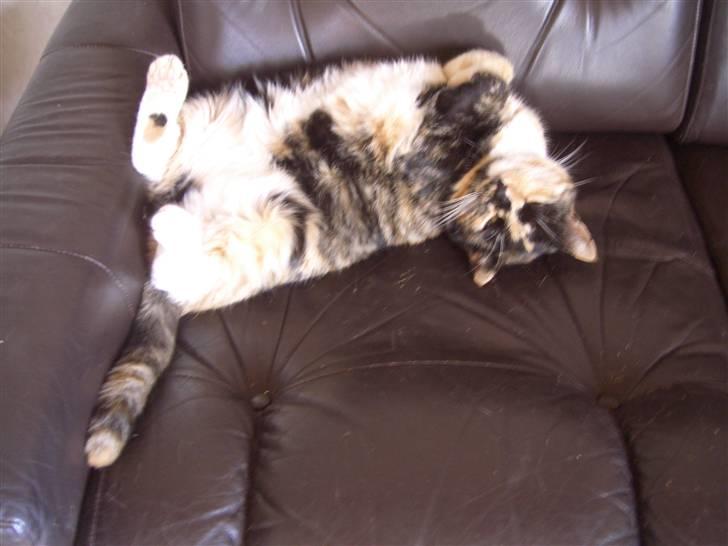 Huskat Nami-Mis (Misser) (Dolly) SOLGT billede 4