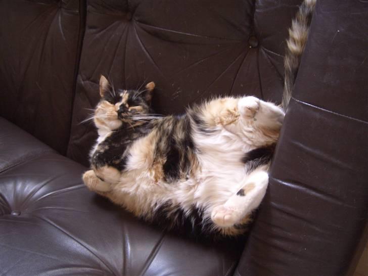 Huskat Nami-Mis (Misser) (Dolly) SOLGT billede 5