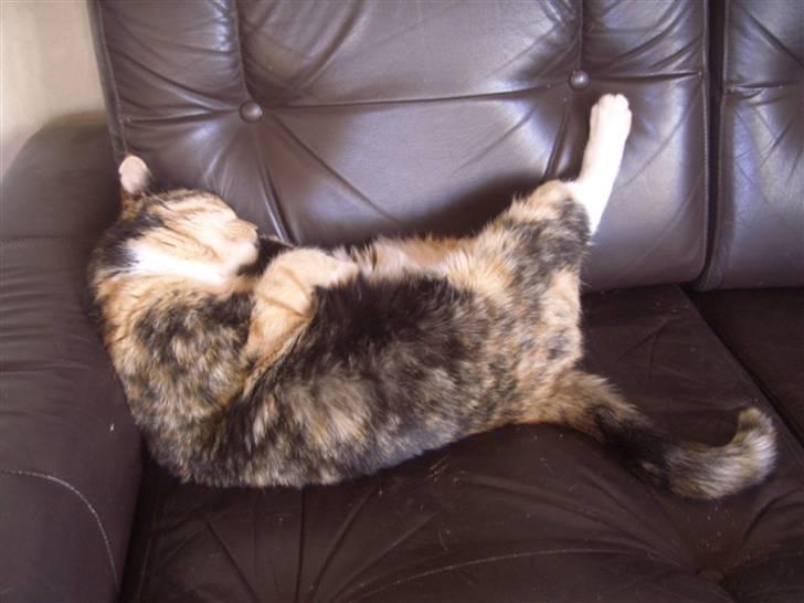 Huskat Nami-Mis (Misser) (Dolly) SOLGT billede 6