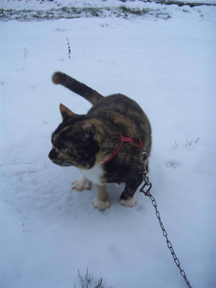 Huskat Nami-Mis (Misser) (Dolly) SOLGT billede 7