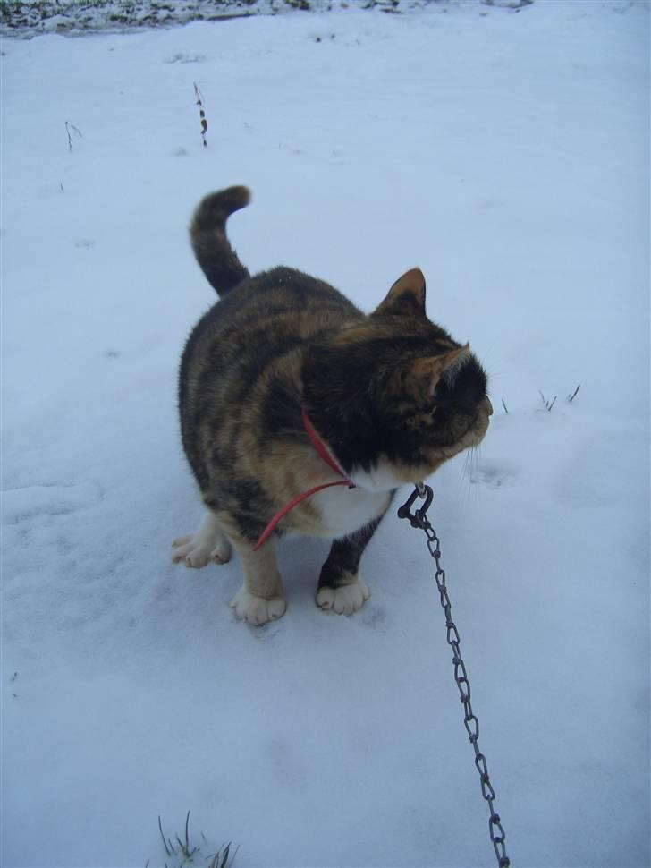 Huskat Nami-Mis (Misser) (Dolly) SOLGT billede 8