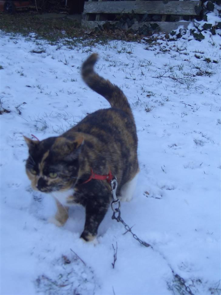 Huskat Nami-Mis (Misser) (Dolly) SOLGT billede 9