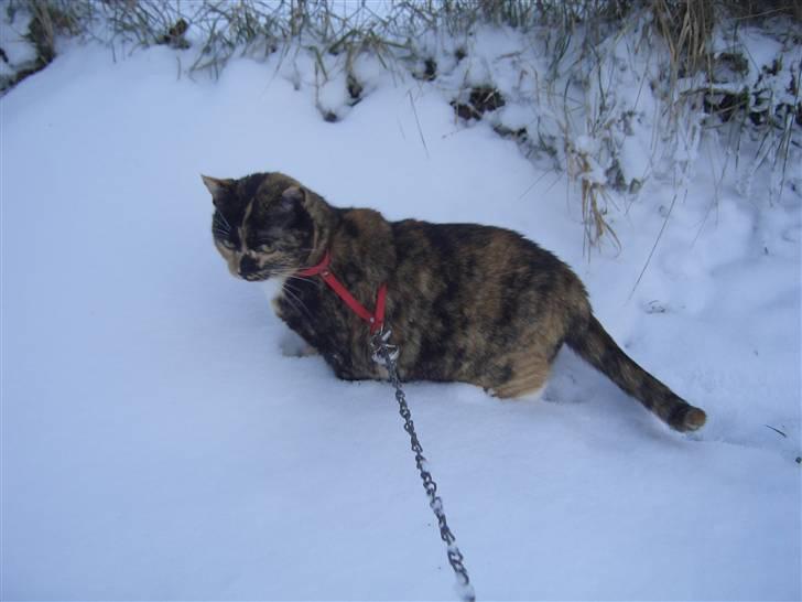 Huskat Nami-Mis (Misser) (Dolly) SOLGT billede 10