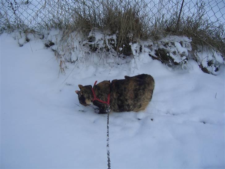 Huskat Nami-Mis (Misser) (Dolly) SOLGT billede 11