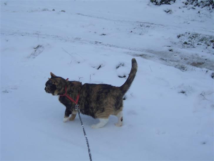 Huskat Nami-Mis (Misser) (Dolly) SOLGT billede 12