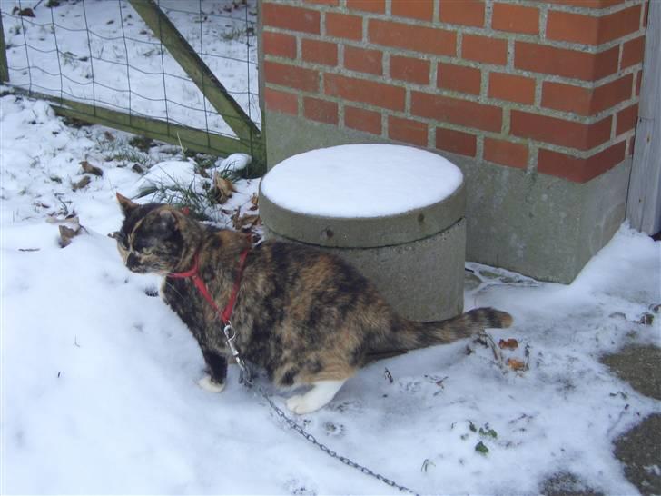 Huskat Nami-Mis (Misser) (Dolly) SOLGT billede 13