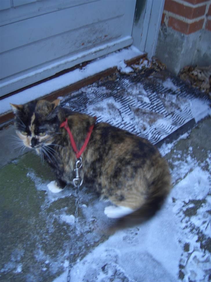 Huskat Nami-Mis (Misser) (Dolly) SOLGT billede 14