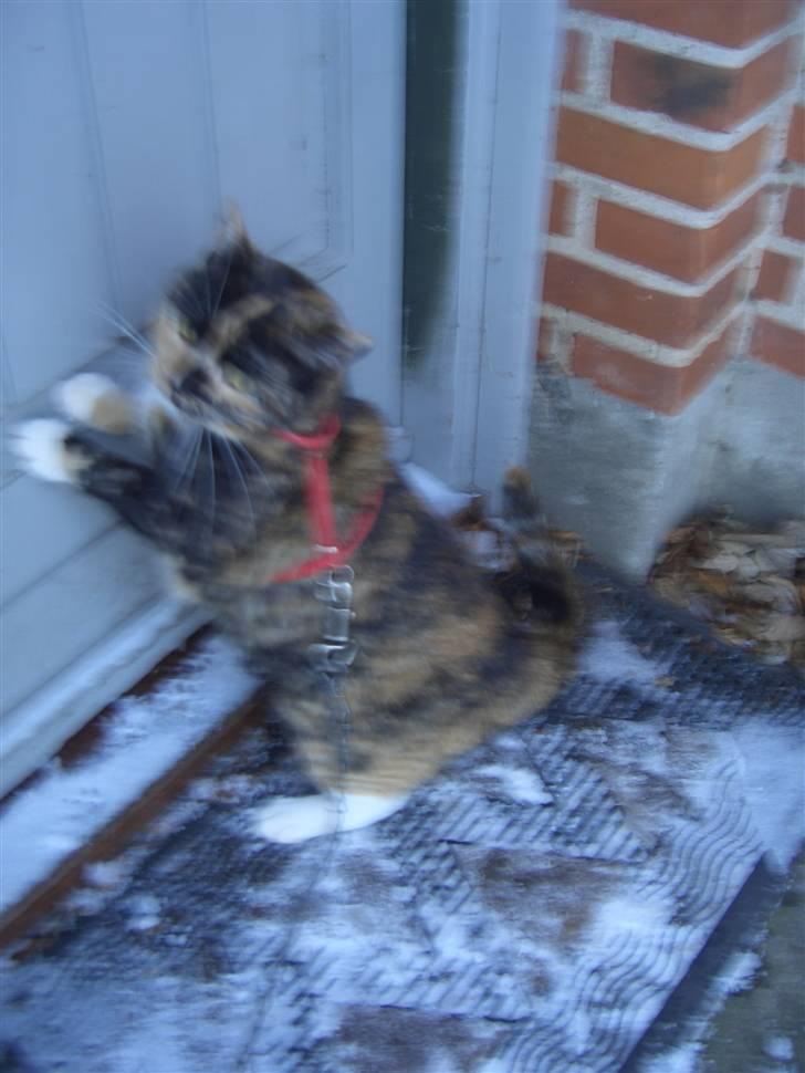 Huskat Nami-Mis (Misser) (Dolly) SOLGT billede 15