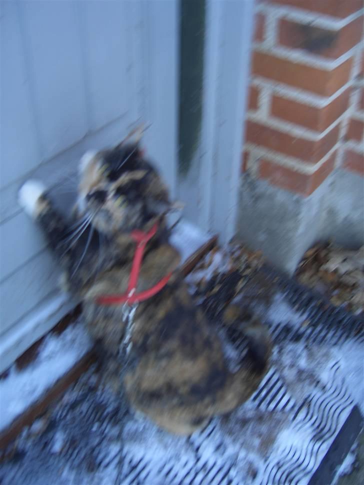 Huskat Nami-Mis (Misser) (Dolly) SOLGT billede 16