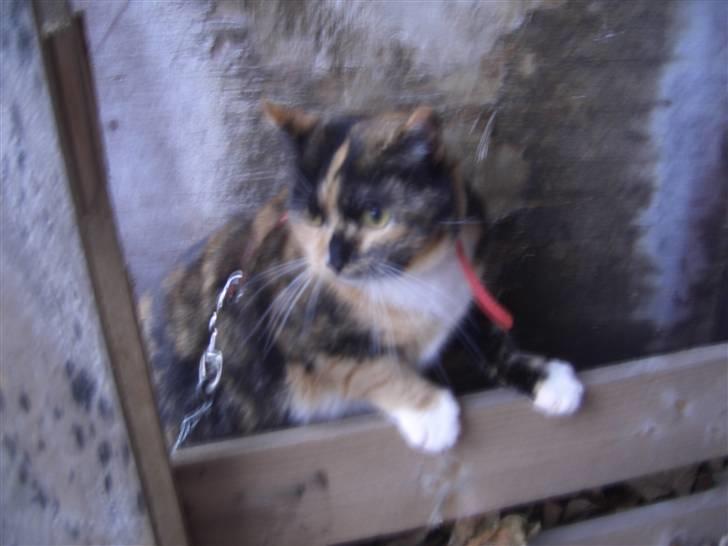 Huskat Nami-Mis (Misser) (Dolly) SOLGT billede 17