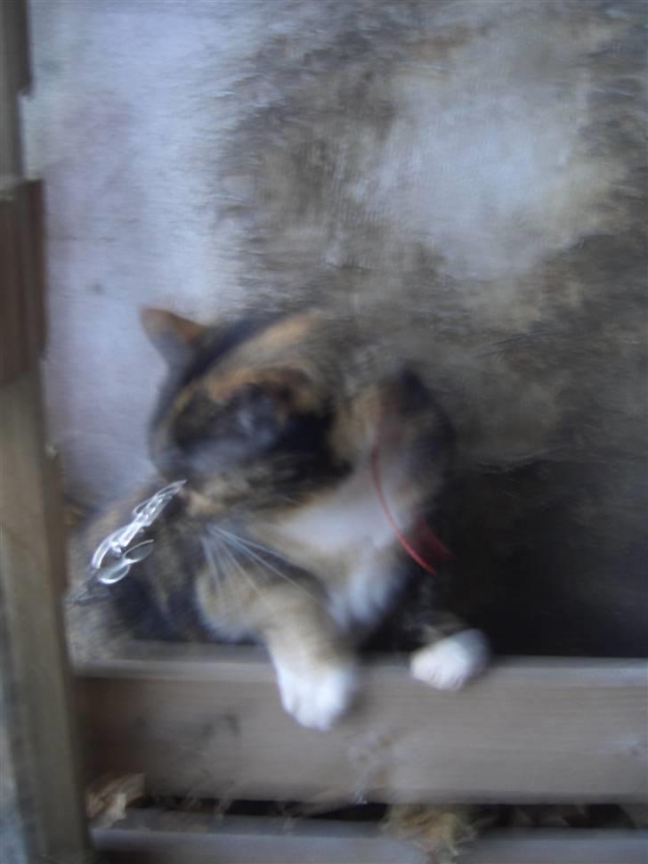 Huskat Nami-Mis (Misser) (Dolly) SOLGT billede 18