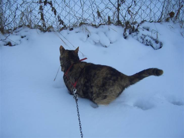 Huskat Nami-Mis (Misser) (Dolly) SOLGT billede 19