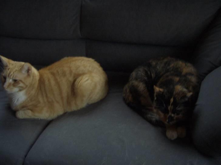 Huskat Nami-Mis (Misser) (Dolly) SOLGT billede 20