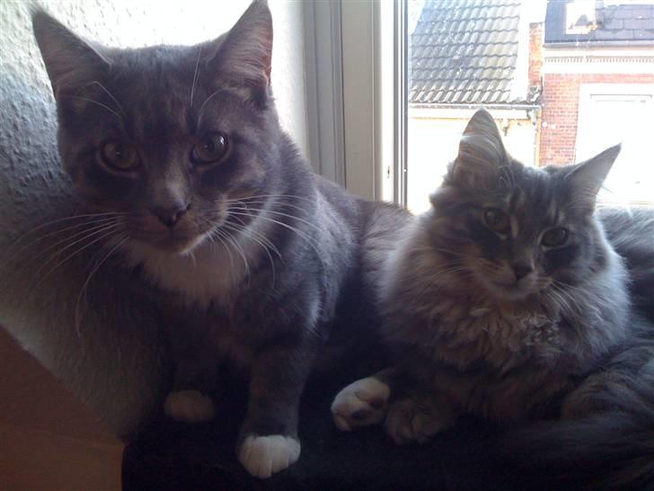 Maine Coon Alfred - Alfred og Mille :) billede 15