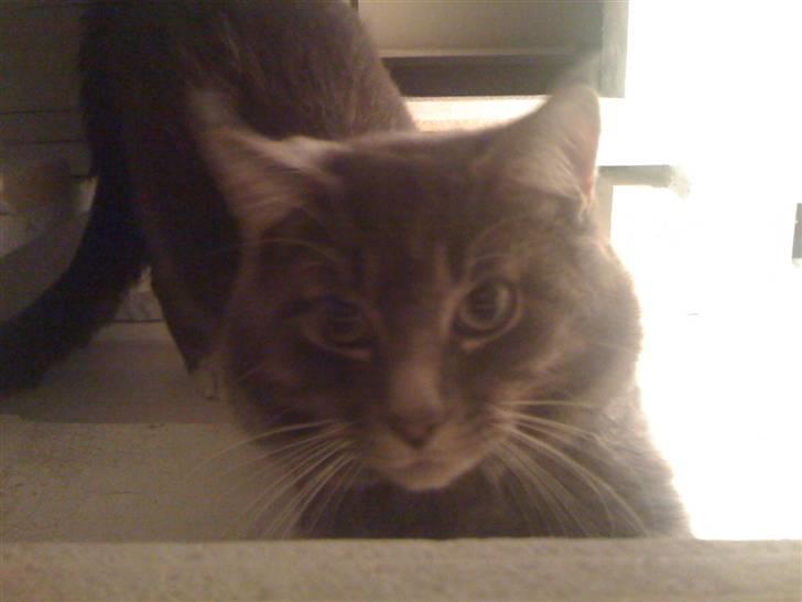 Maine Coon Alfred billede 16