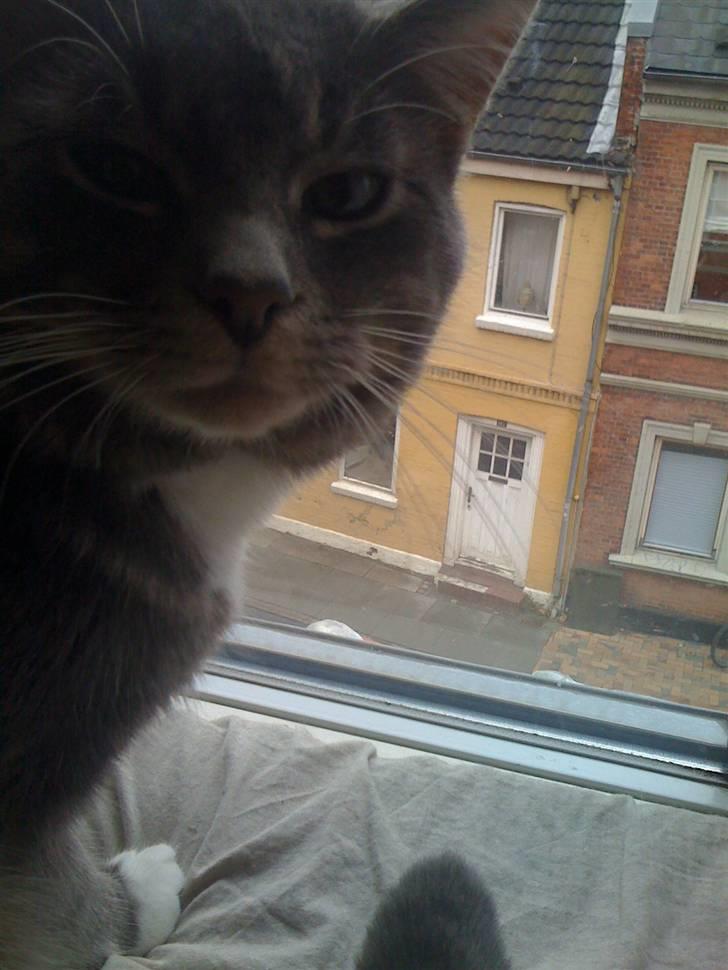 Maine Coon Alfred billede 17