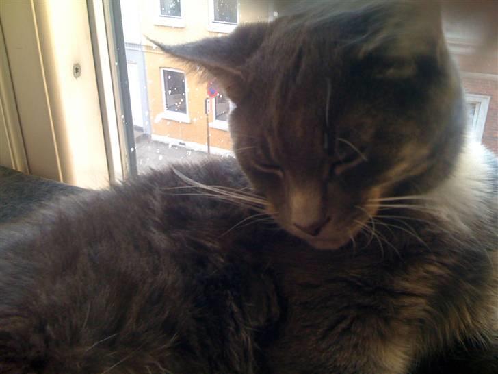 Maine Coon Alfred billede 18