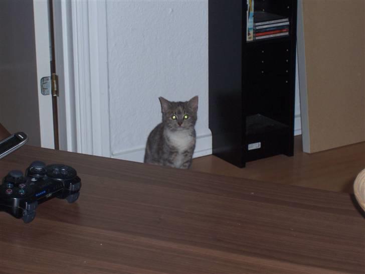 Huskat Tilde billede 3