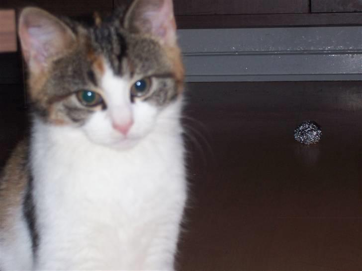 Huskat Miv =)  billede 1