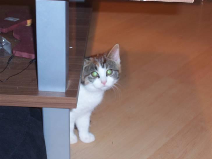 Huskat Miv =)  billede 2