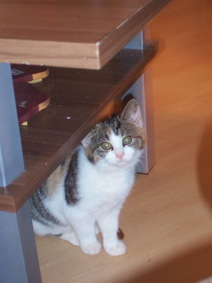 Huskat Miv =)  billede 3