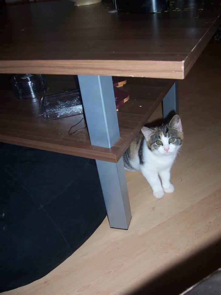 Huskat Miv =)  billede 4