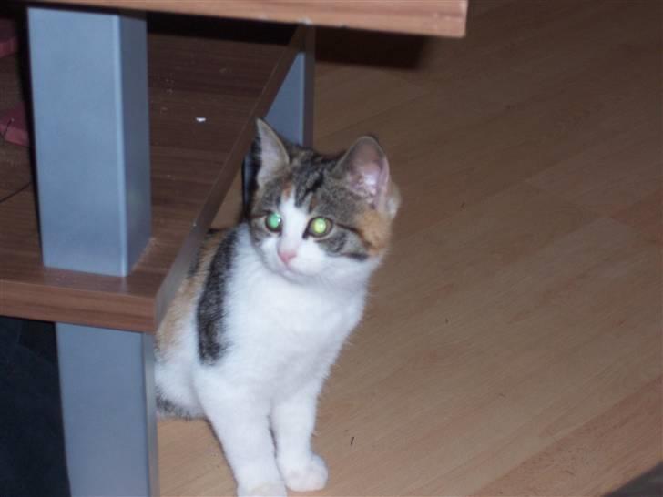 Huskat Miv =)  billede 5