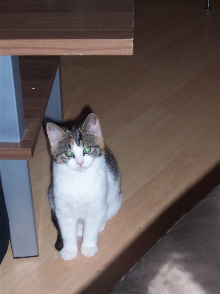 Huskat Miv =)  billede 6