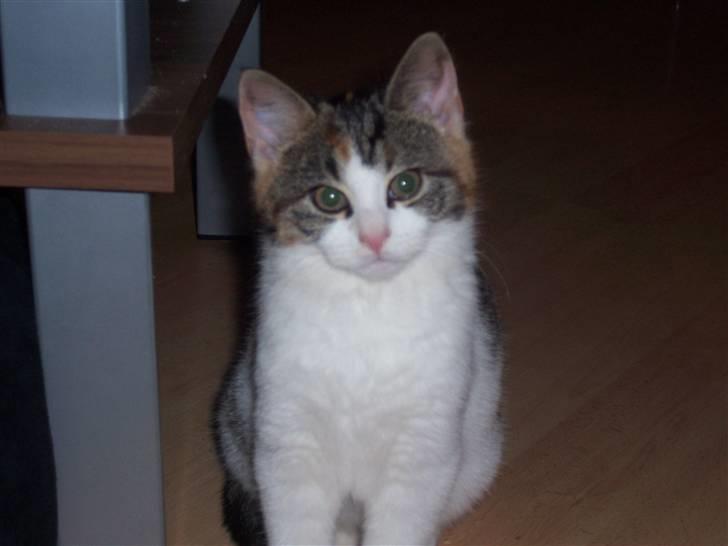 Huskat Miv =)  billede 7