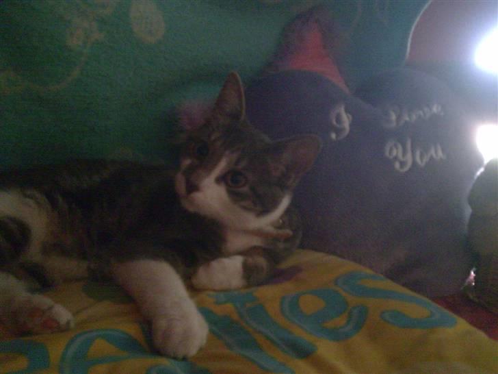 Blanding af racer MOLLY billede 13