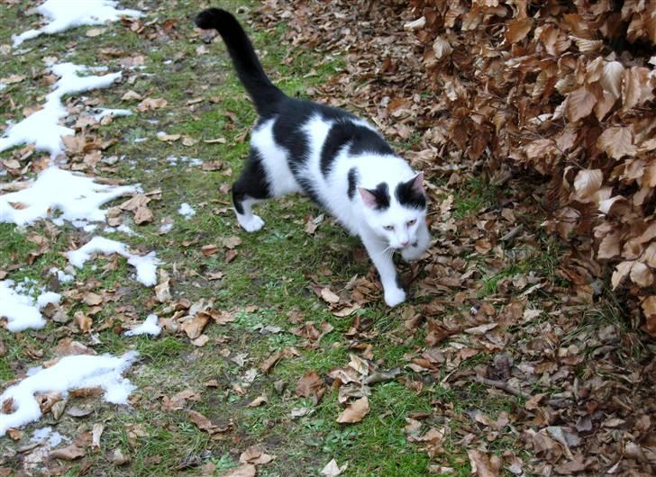 Huskat Vincent *R.I.P.1.-7.2010* billede 10