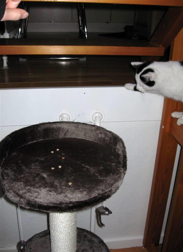 Huskat Vincent *R.I.P.1.-7.2010* - "Mon det er sikkert nok?" billede 11