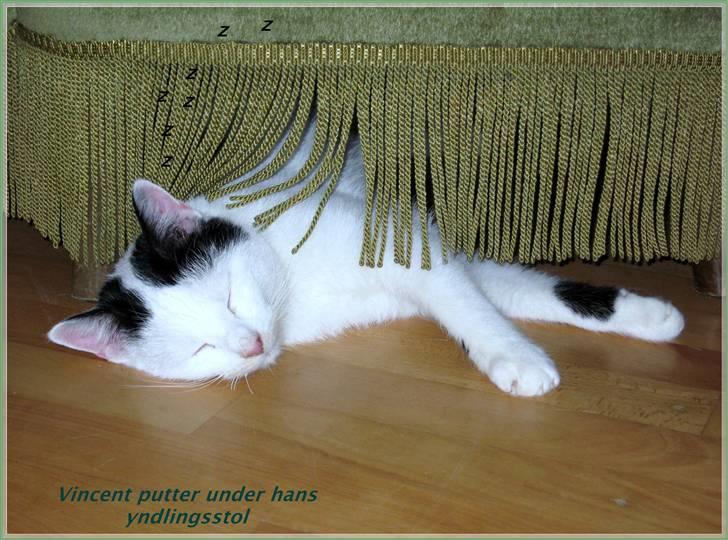 Huskat Vincent *R.I.P.1.-7.2010* - "Jeg splatter helt ud under min yndlings stol" billede 12