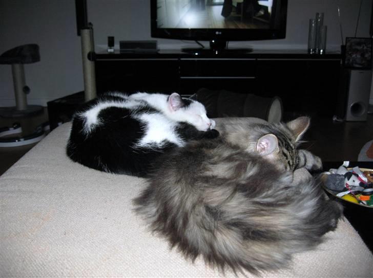 Huskat Vincent *R.I.P.1.-7.2010* - Hygge;) billede 13