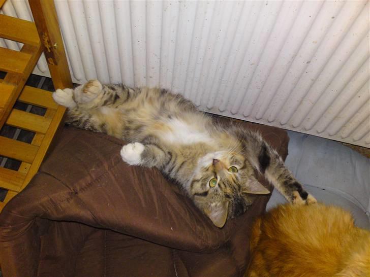 Huskat Minnie "Død" - 5/1-10  Ahh, jeg hygger mig. :o) billede 15