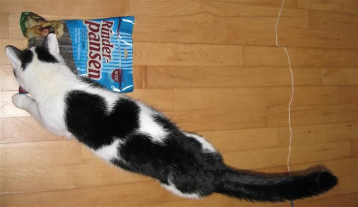 Huskat Vincent *R.I.P.1.-7.2010* - "Mmm - er du sikker på jeg ikke lige skal spise dem?" billede 14