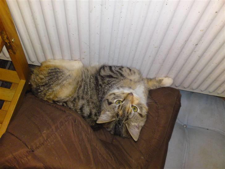 Huskat Minnie "Død" - 5/1-10  Ahh, dejlig varm radiator. :o) billede 16